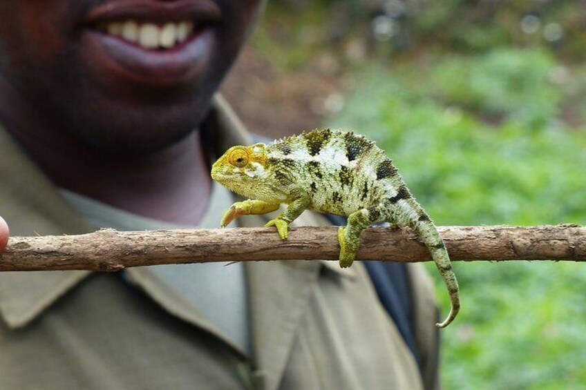 On the Path of Gorillas Safari 8Days/ 7Nights