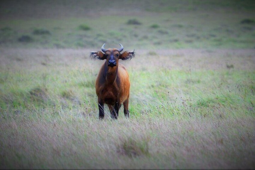 The Eco Safari in Gabon 6Days/ 5Nights