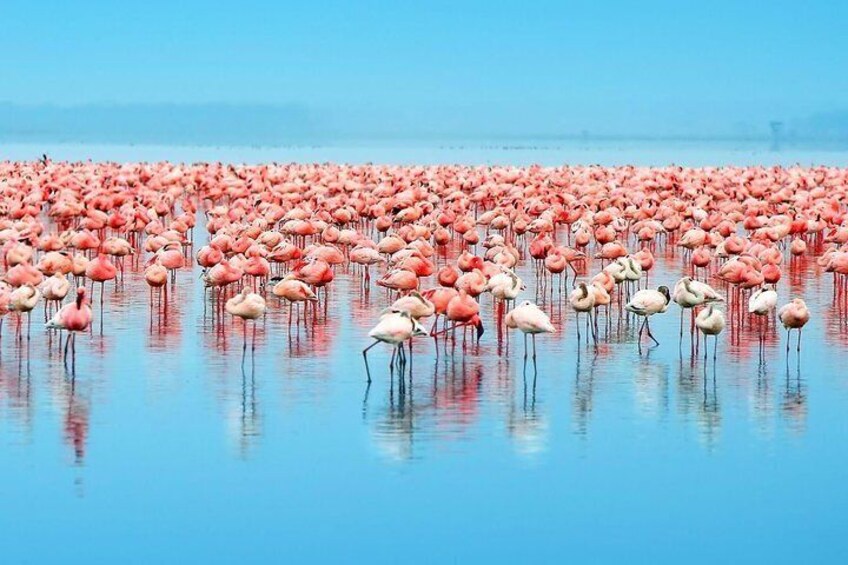A large flock of flamingos standing in shallow water. 3