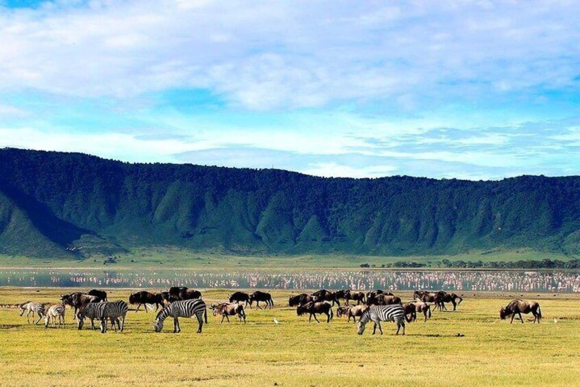 A herd of zebras grazing in a grassy field with a forested mountain range in the background. 5