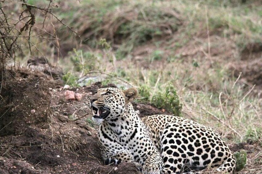 A leopard resting near a dirt mound in a grassy area. 1