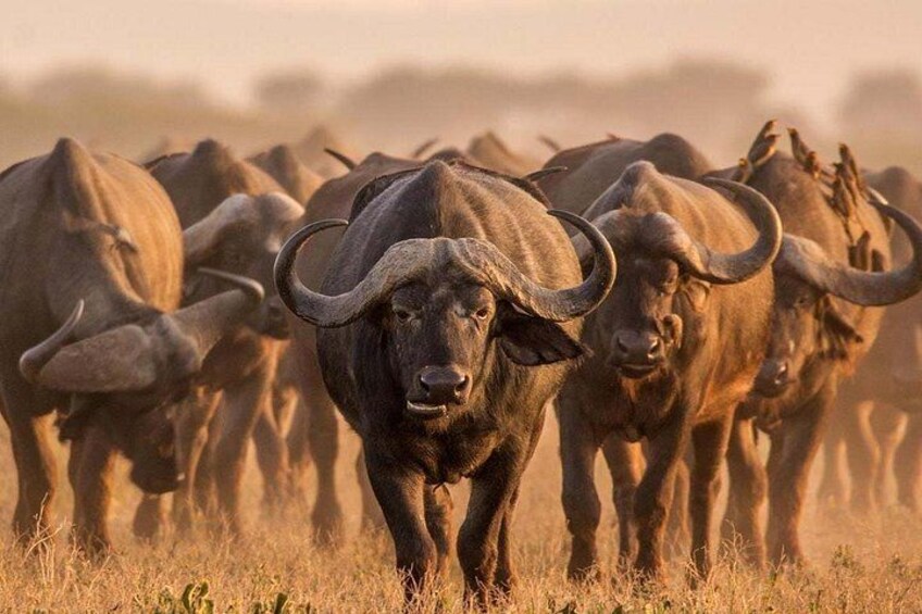 A herd of wildebeests in a grassy field. 2