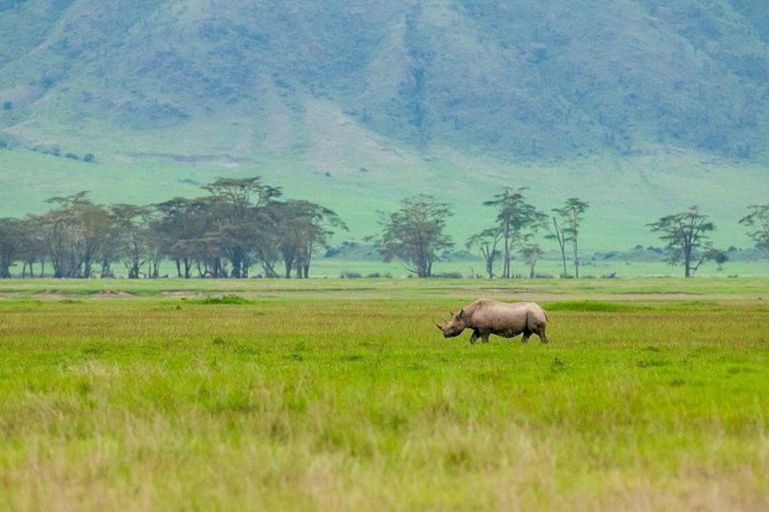 A rhinoceros in a grassy field with trees in the background. 3