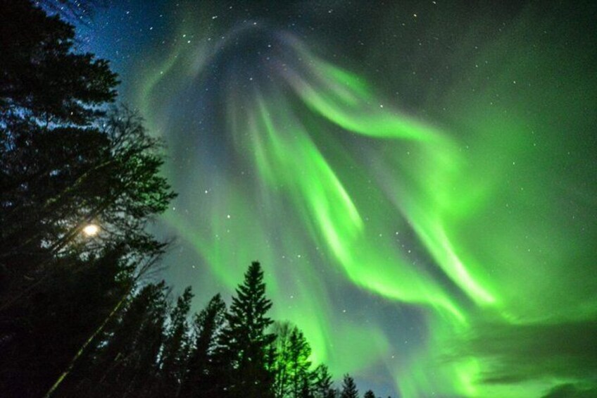 The Northern Lights over a forested area. 4