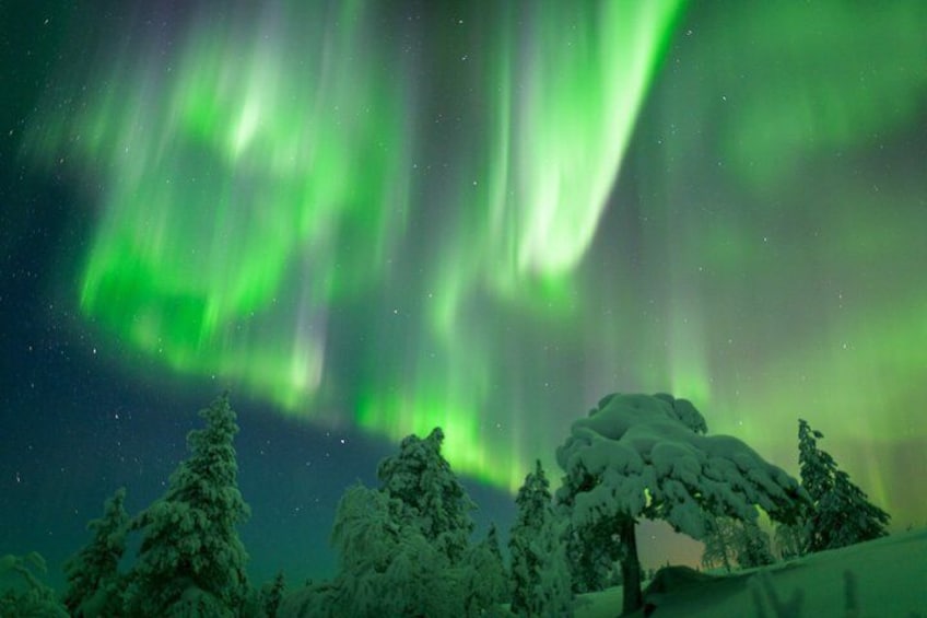 The Northern Lights over a snowy forest. 5