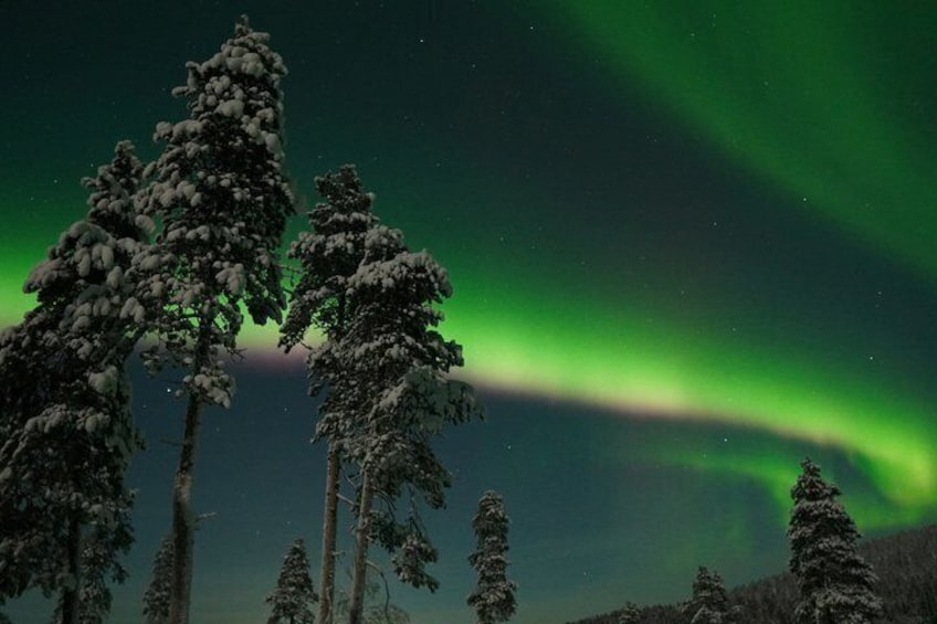 A night sky with the aurora borealis and snow-covered trees. 2