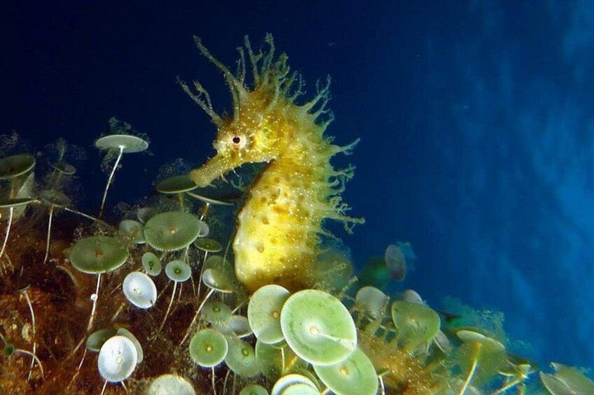 Een zeepaard tussen zeeanemonen. 2