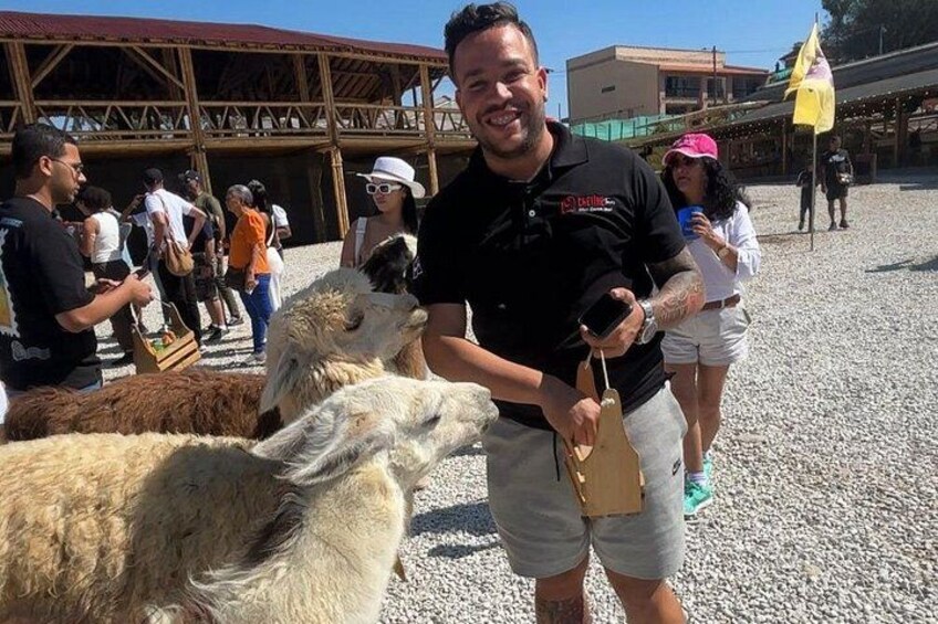 Een man die met lama's in een open landschap omgaat, met een groep mensen op de achtergrond. 2