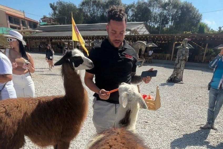 Een lama wordt door een persoon vastgehouden, met een standbeeld en een gebouw op de achtergrond. 3