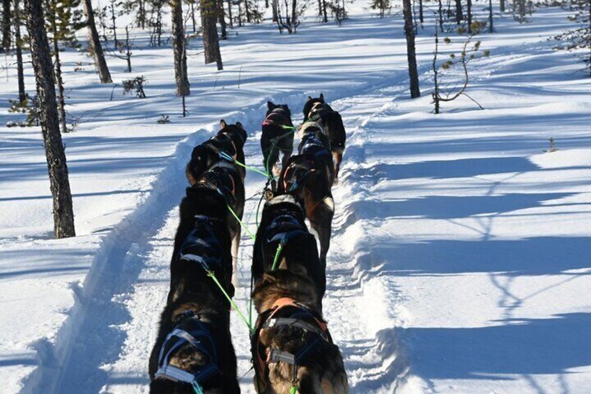 Sit Back and Relax Morning Husky Tour