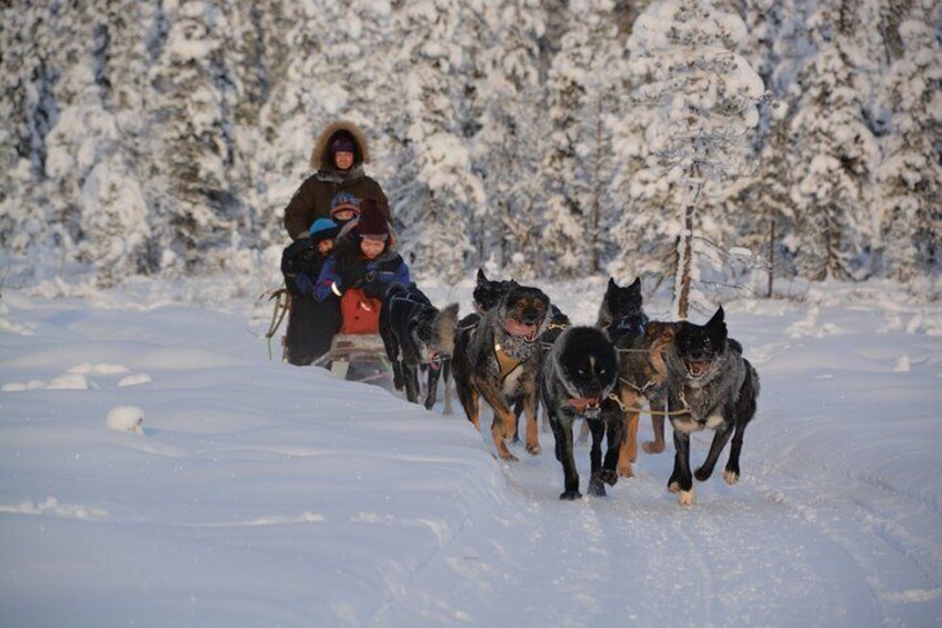 Sit Back and Relax Morning Husky Tour