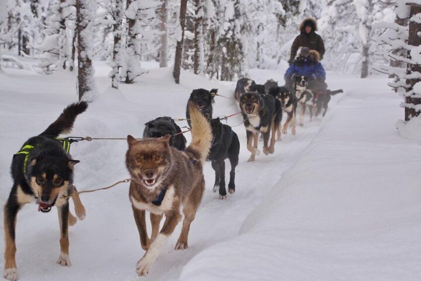 Morning husky ride