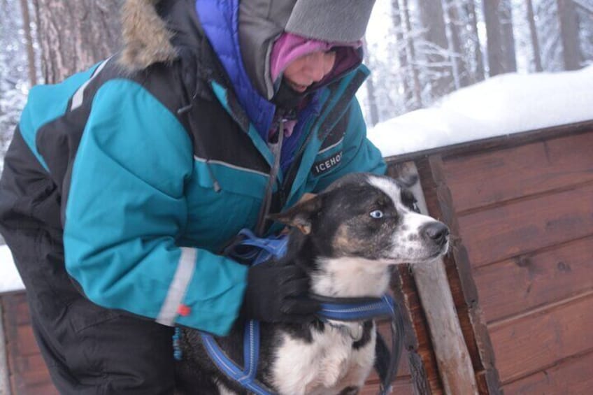 Husky Tour Sit and Drive Combo Tour from Kiruna