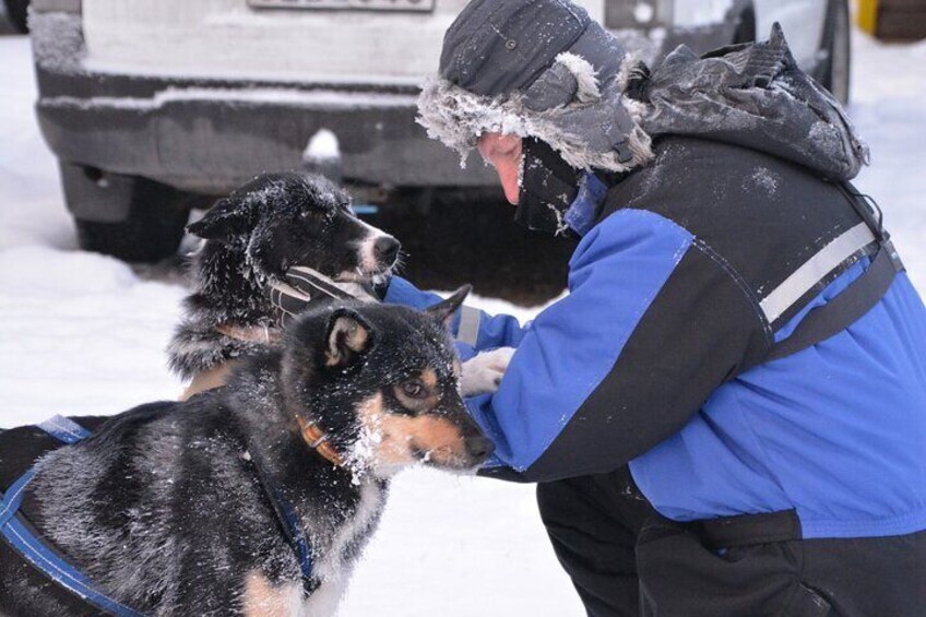 Husky Tour Sit and Drive Combo Tour from Kiruna