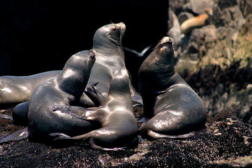 A group of seals resting on a rocky surface. 1