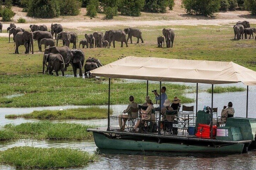 Een boot met mensen die olifanten in een natuurlijke omgeving observeren. 1