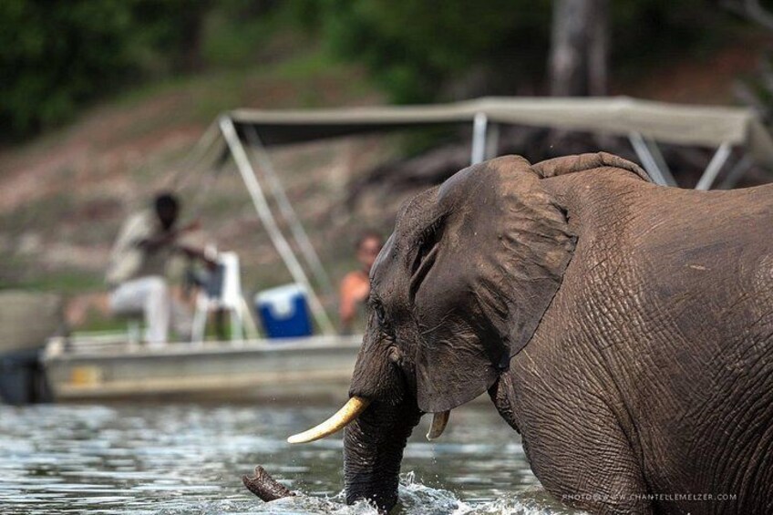 Een olifant in het water, met een boot en mensen op de achtergrond. 4