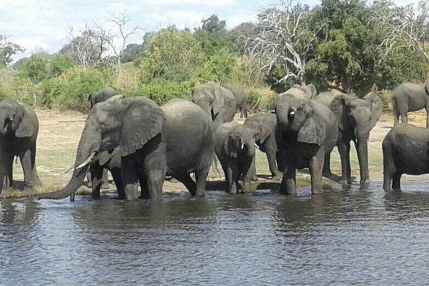 Een kudde olifanten waden door een rivier. 5