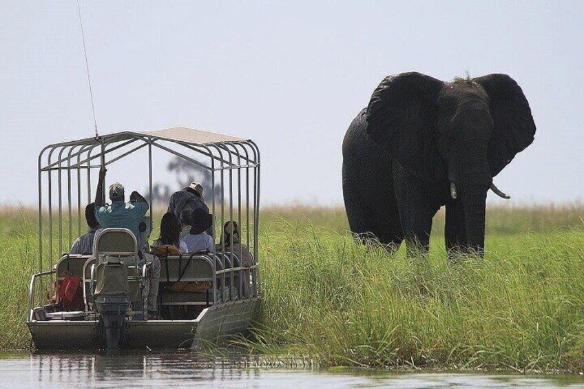 3 Hours Chobe Boat Cruise, Botswana