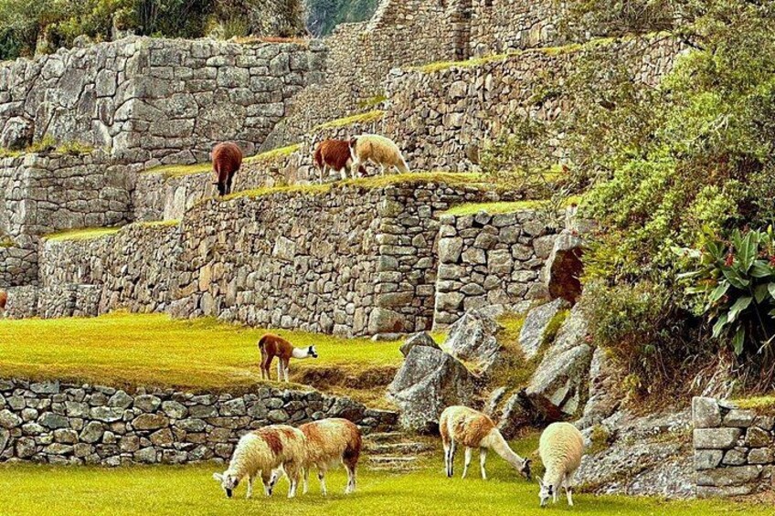Machu Picchu Full Day from Cusco 4