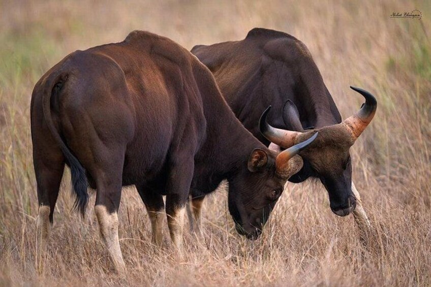 Two bison grazing in a field. 3