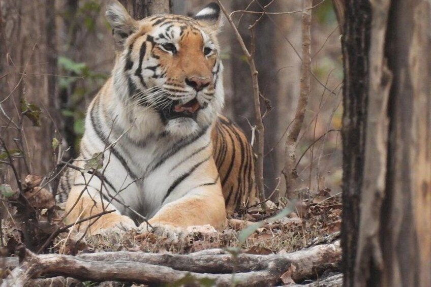 A tiger lying in a forested area with trees and branches around it. 5