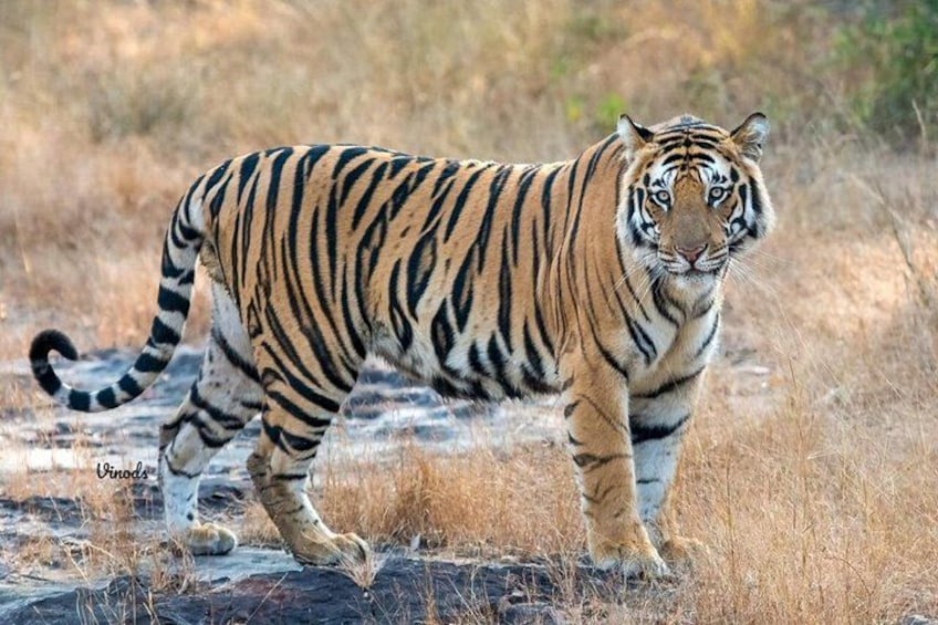 A tiger walking on a dry grassland. 1