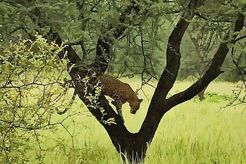 A leopard resting on a tree in a grassy field. 2