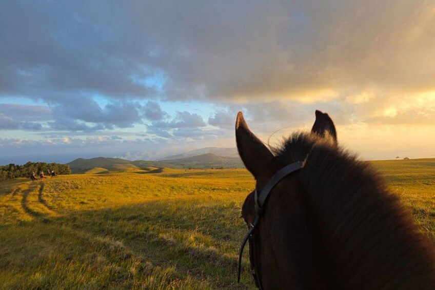 A horse's head with a bridle, a grassy field, and a cloudy sky. 5