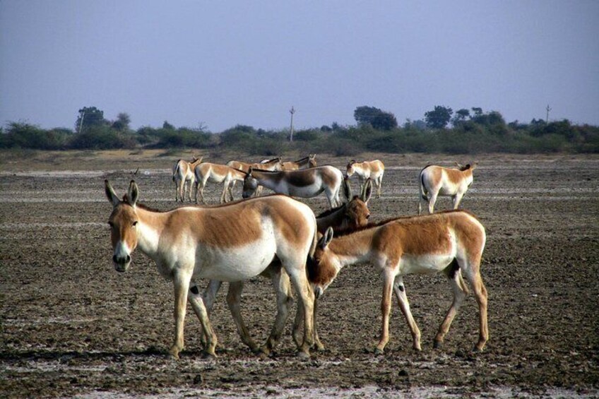 Day Excursion to Little Rann Of Kutch from Ahmedabad