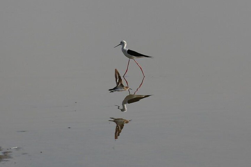 Day Excursion to Little Rann Of Kutch from Ahmedabad