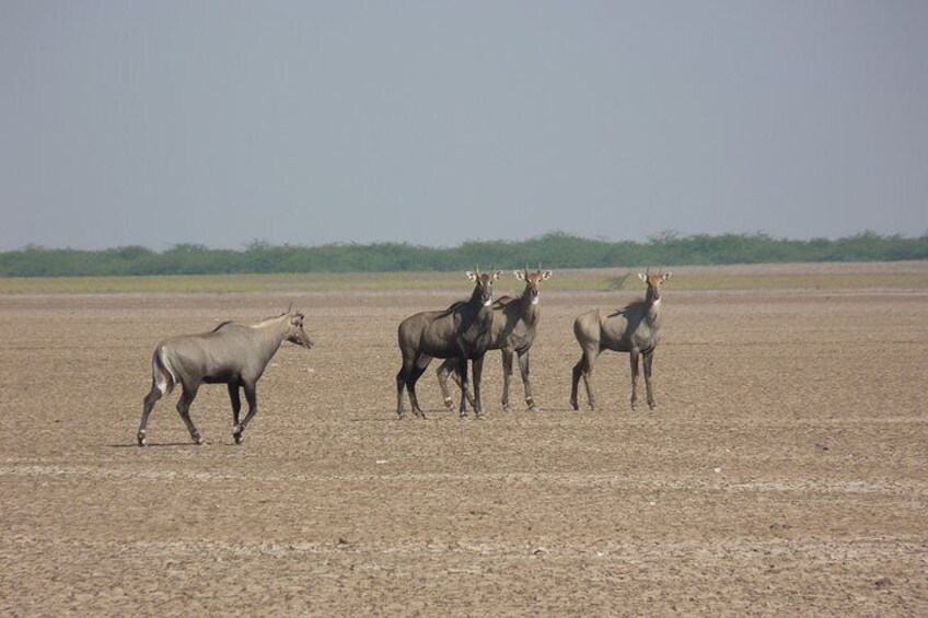 Day Excursion to Little Rann Of Kutch from Ahmedabad