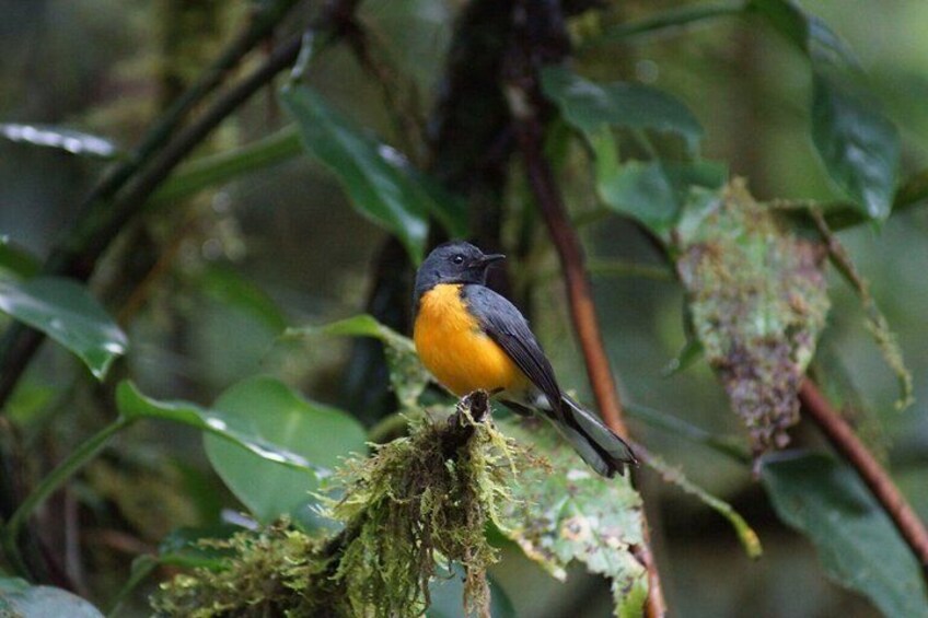 Monteverde Cloud Forest Tour from San Jose 5