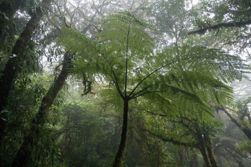 Monteverde Cloud Forest Tour from San Jose 2