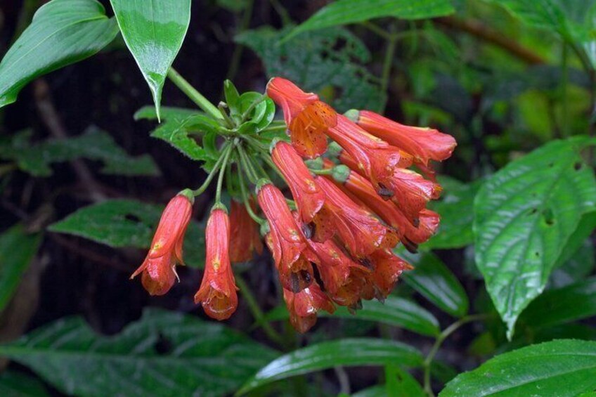 Monteverde Cloud Forest Tour from San Jose 4