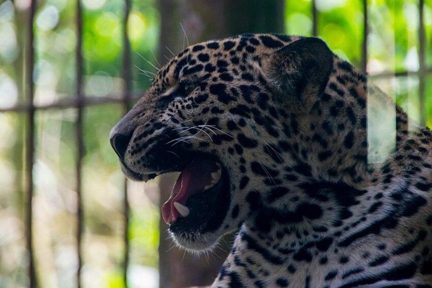 Jaguars 3