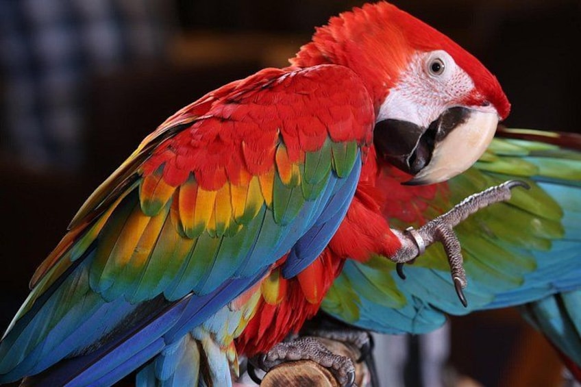 Un perroquet aux couleurs vives, avec des plumes rouges, vertes et bleues, était perché sur une branche. 1