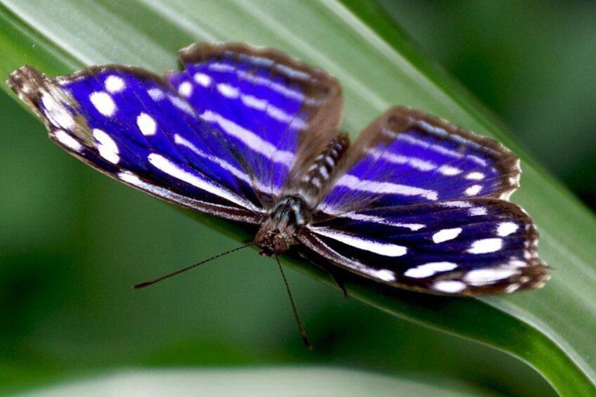 Butterflies 4