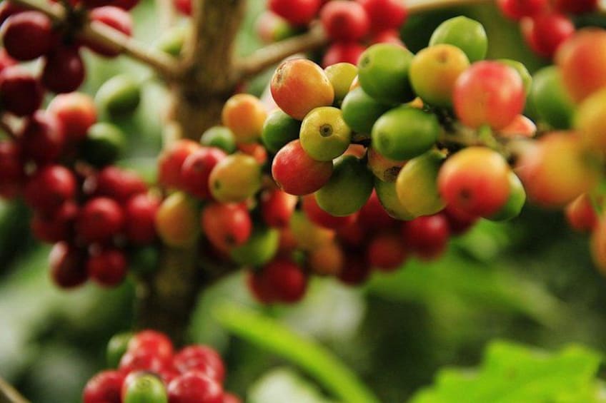 Super Combo Tour: Waterfalls Gardens + Coffee Tour + Poás Volcano 4