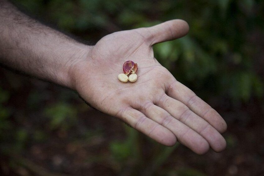 Super Combo Tour: Waterfalls Gardens + Coffee Tour + Poás Volcano 2