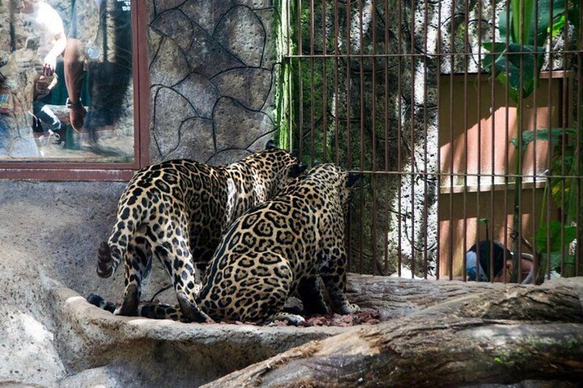 Jaguars 5