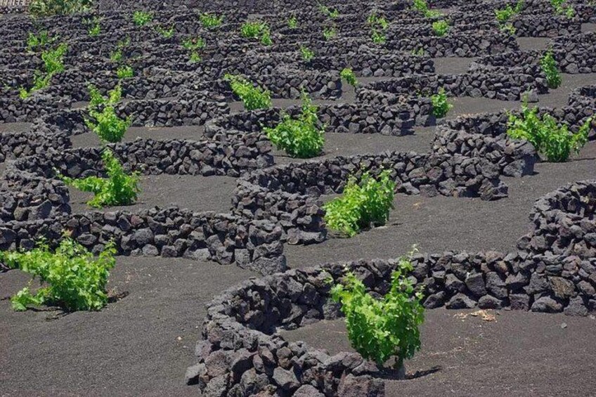 Tour Lanzarote South with Winery Visit 4