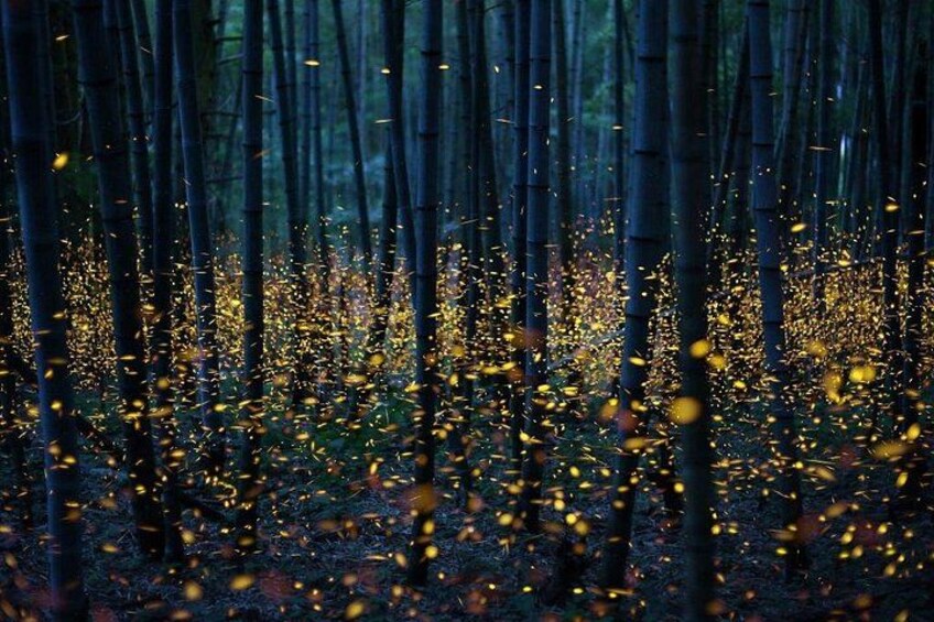 Beholding the enchanting dance of fireflies 1