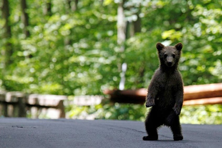 Enjoy Romania wildlife 2