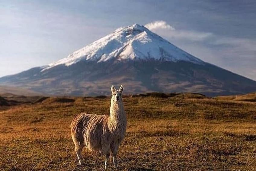 A llama standing in a field with a snow-capped mountain in the background. 1