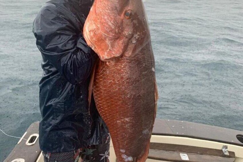 Huge Red Snapper