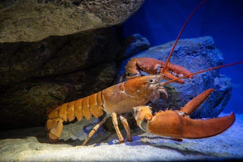 A lobster in an aquarium with rocks and a blue background. 3