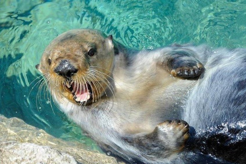 New York Aquarium Admission 5