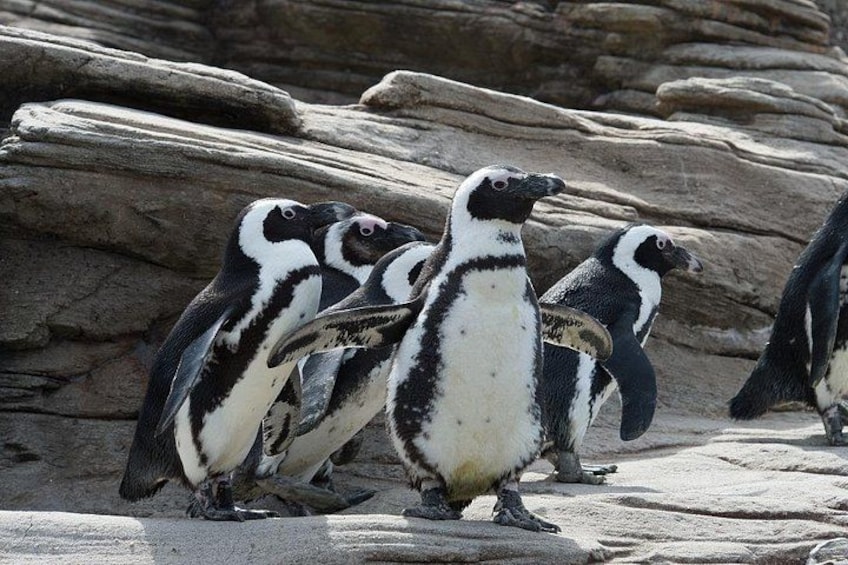 New York Aquarium Admission 4