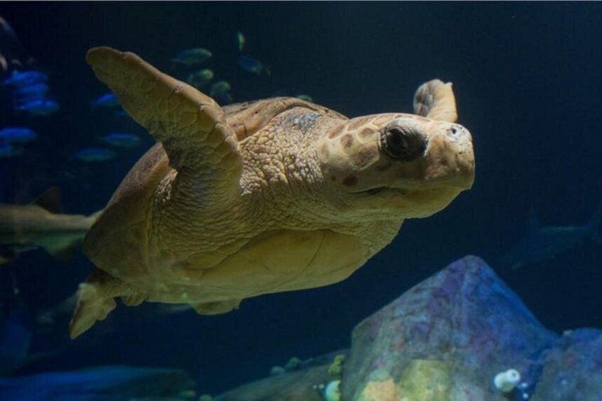 A sea turtle swimming in an aquarium. 1